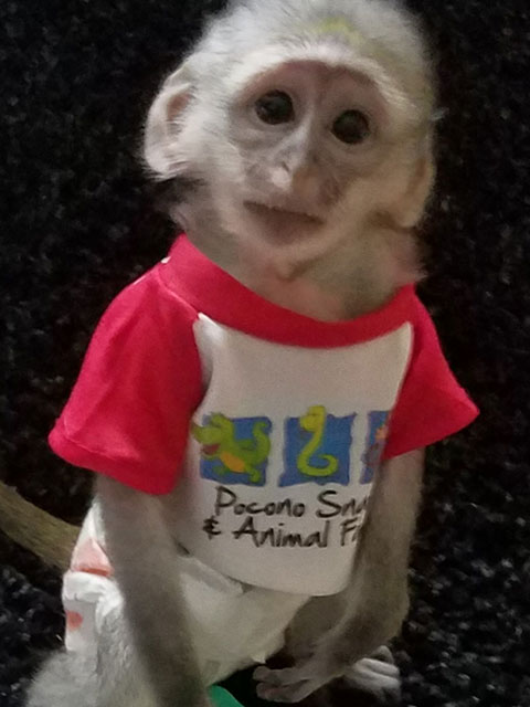 Monkey in Pocono Snake and Animal Tshirt