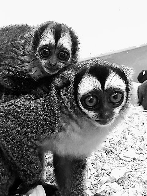 Monkey on the back of another monkey