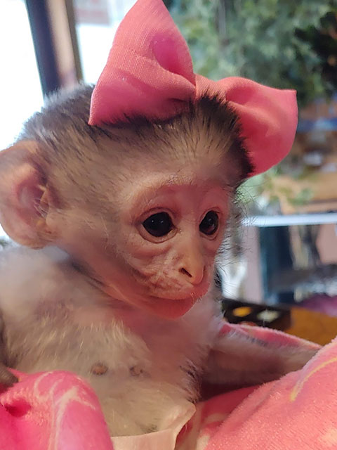 Animal with pink bow in hair