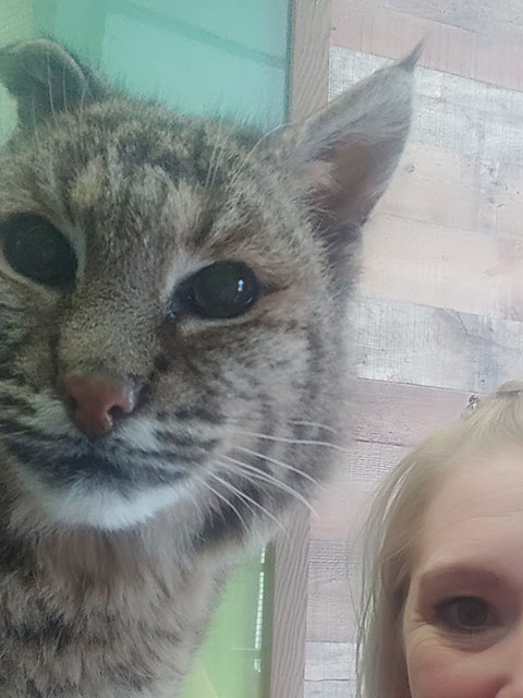 Bobcat