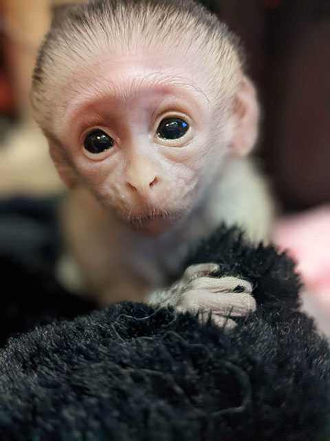Monkey holding a blanket