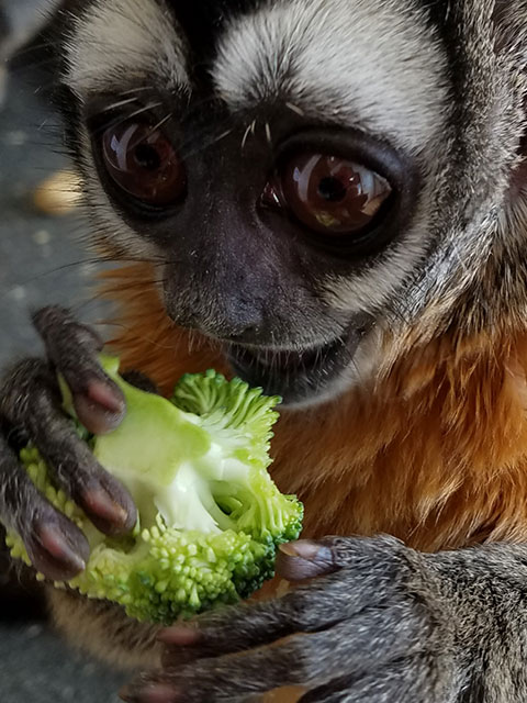 Animal eating broccoli