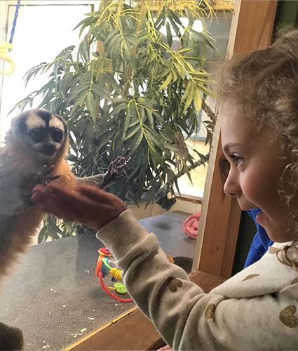 Little girl interacting with lemur