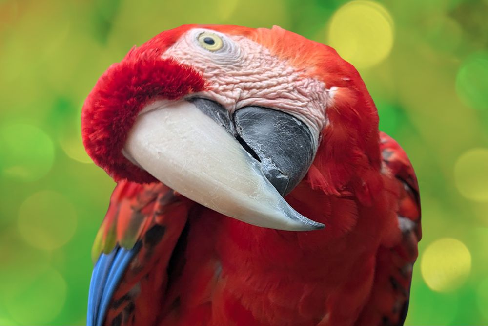 Parrot tilting its head