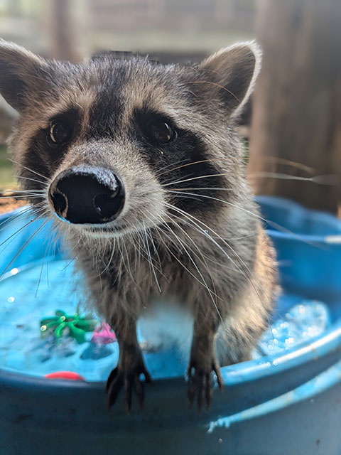 raccoon in water with toys