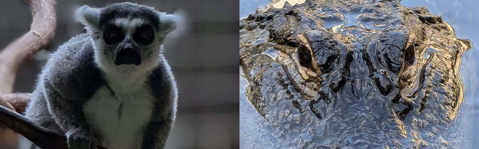 Alligator and Lemur