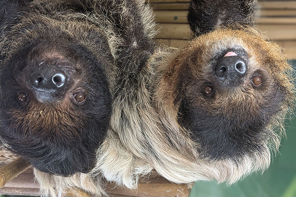 two sloths hanging upside down