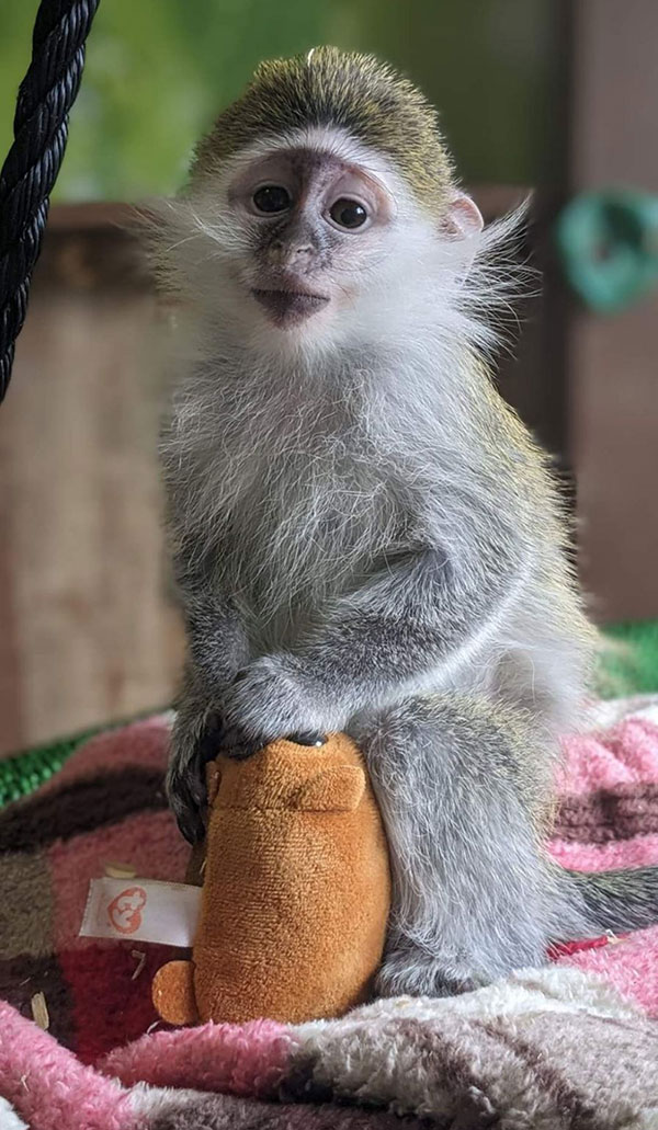 Small monkey holding a stuffed animal